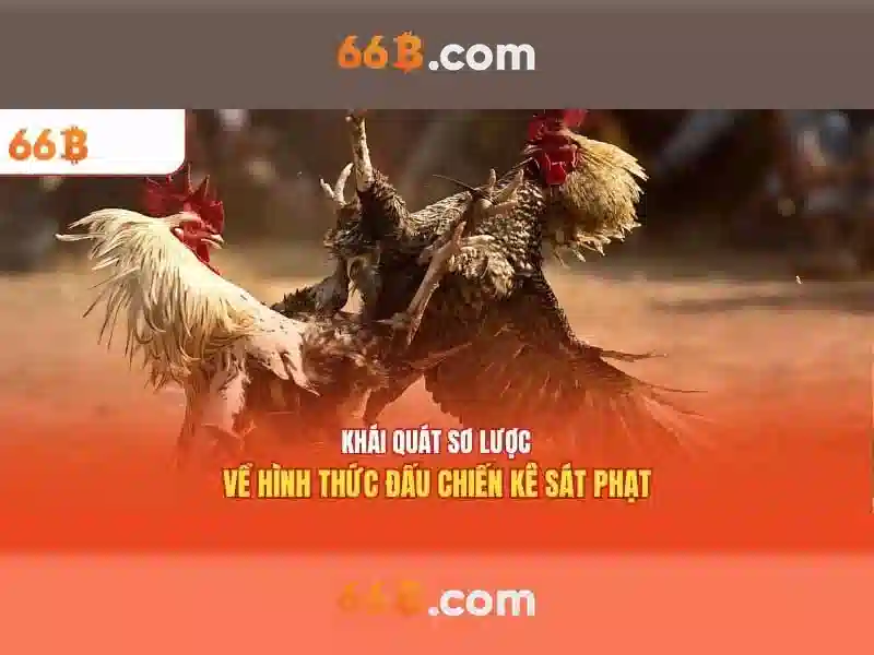66B: Khái niệm, kích thước và ứng dụng