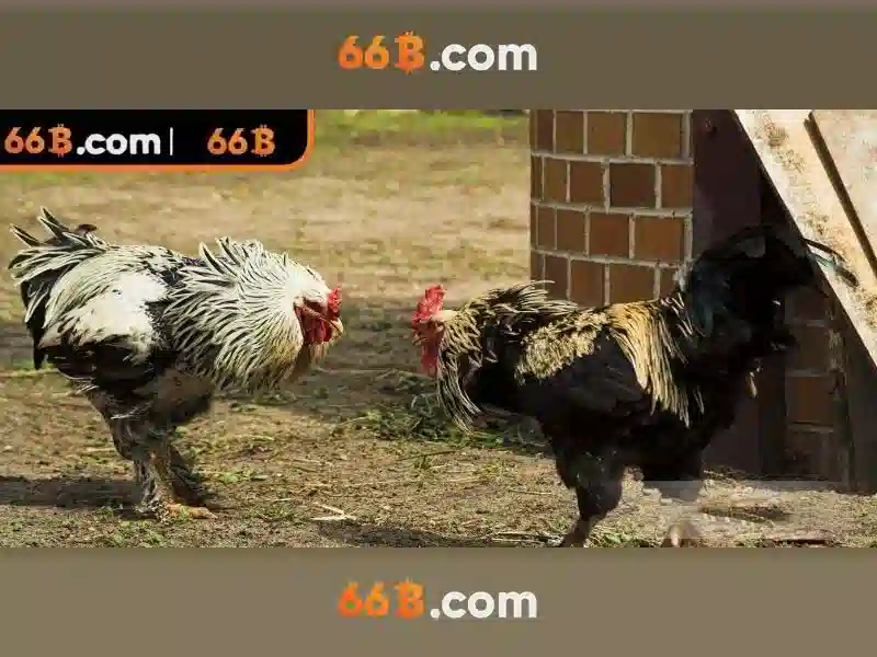 66b là gì?