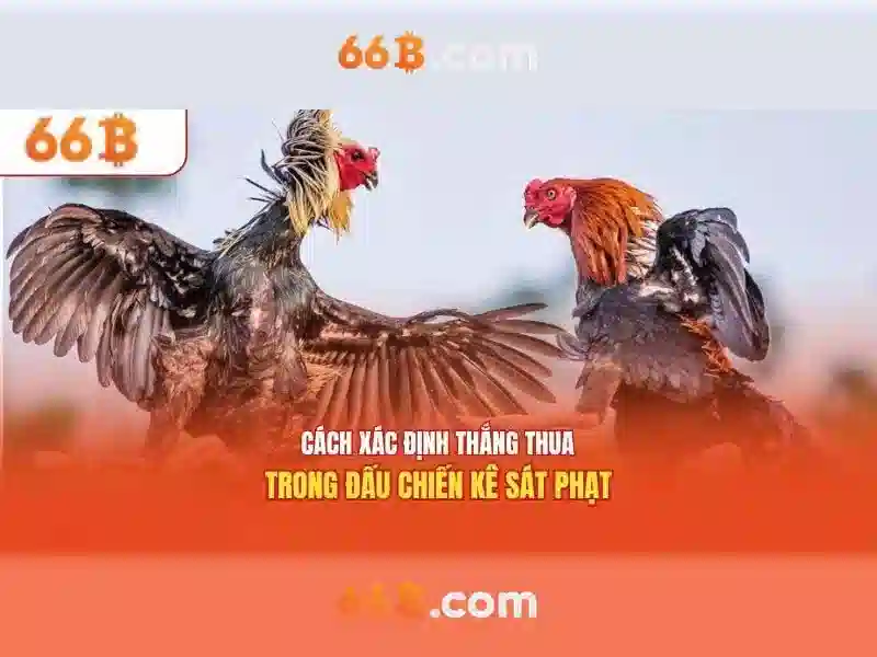 66b là gì?