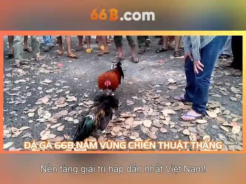 66b là gì và tại sao nó được quan tâm
