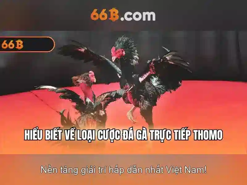 66b là gì và những điều căn bản