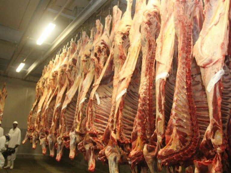 Beef processing Zimbabwe